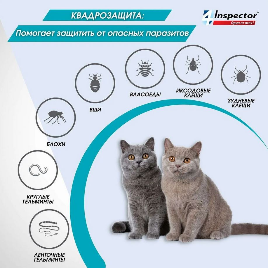 Inspector Quadro капли на холку для кошек 4-8кг от блох, клещей, гельминтов, 1 пипетка