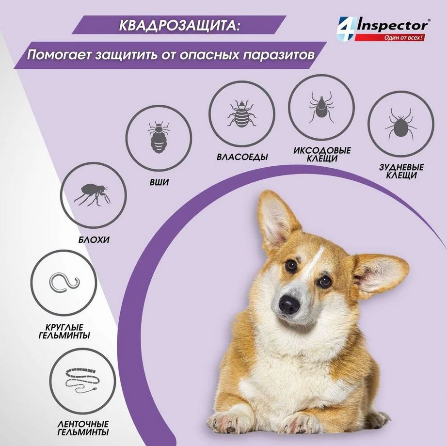 Inspector Quadro капли на холку для собак 10-25кг,от блох, клещей, гельминтов 1 пипетка