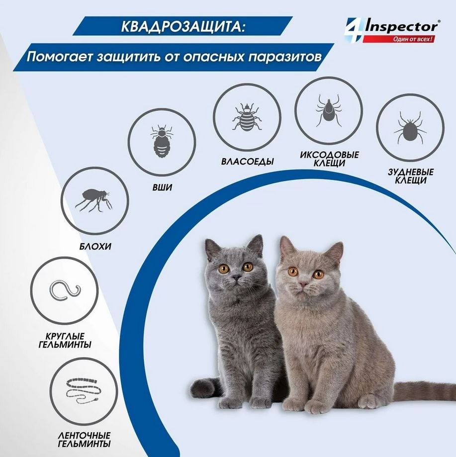 Inspector Quadro капли на холку для кошек 8-15кг от блох, клещей, гельминтов, 1 пипетка