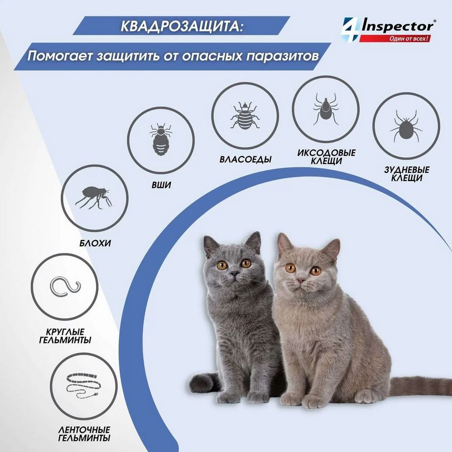 Inspector Quadro капли на холку для кошек 1-4 кг от блох, клещей, гельминтов, 1 пипетка