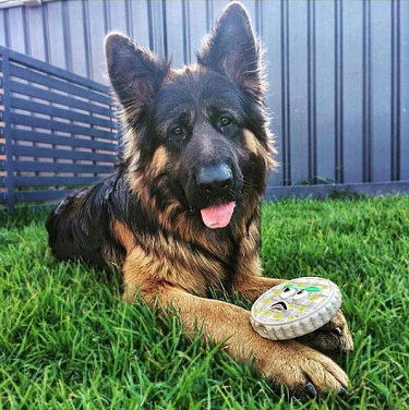 Игрушка д/соб. "Яблочный пирог" латекс 12*12*3см